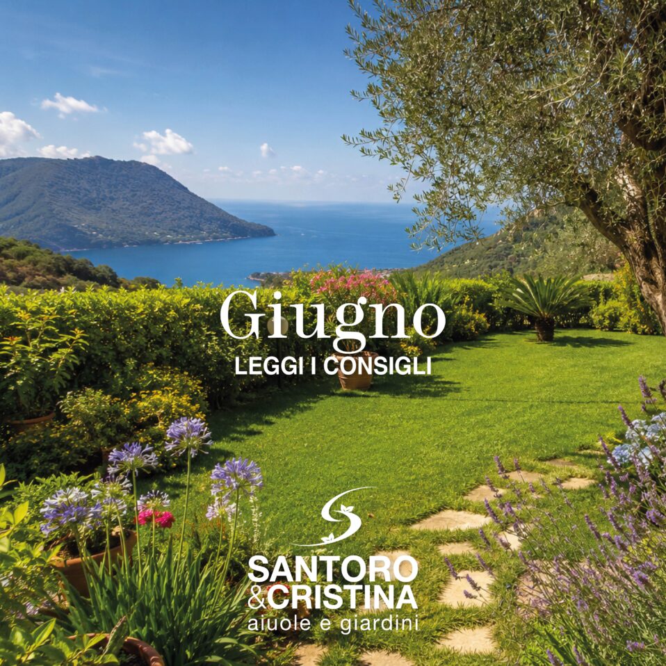 Consigli di Giugno giardiniere nel Cilento