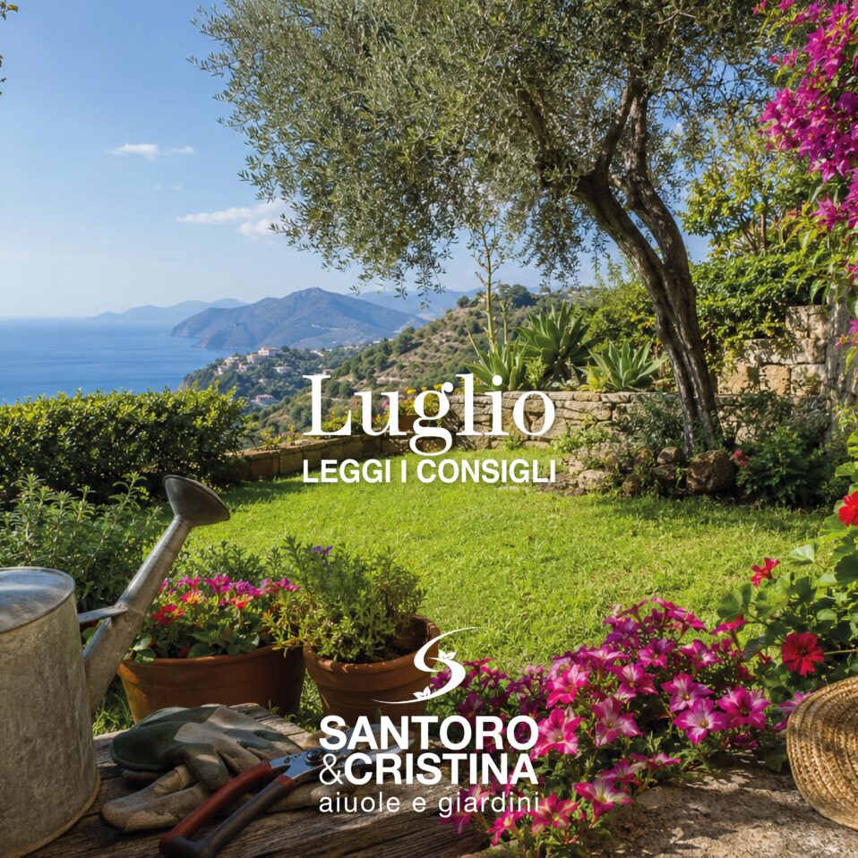 Consigli giardinaggio luglio Cilento